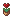 A rose in a pot