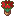The same rose, open