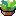 Succulent